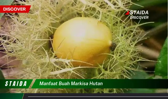 manfaat buah markisa hutan