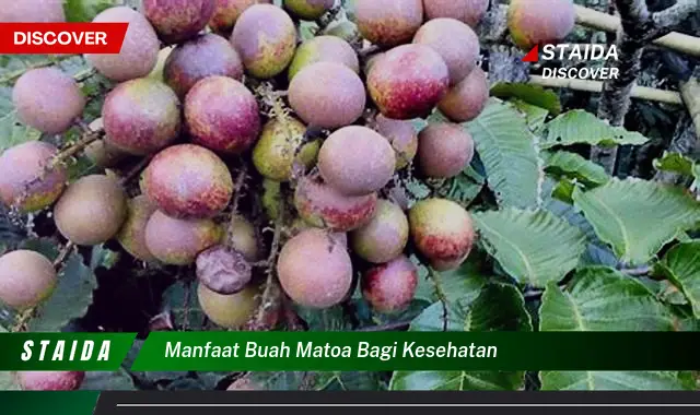 manfaat buah matoa bagi kesehatan