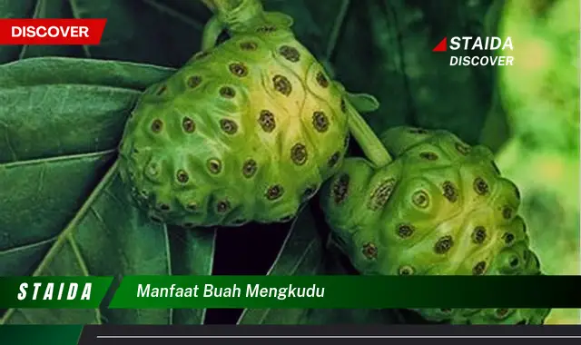 manfaat buah mengkudu