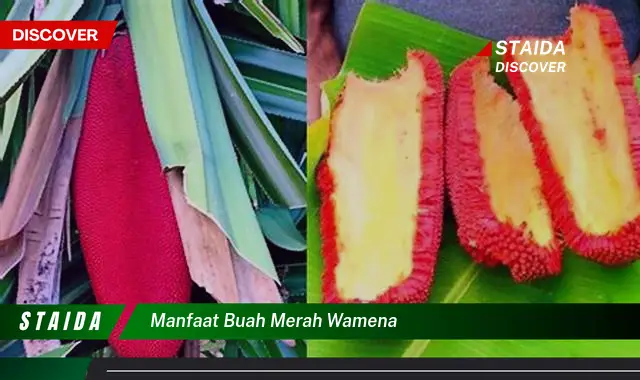 manfaat buah merah wamena