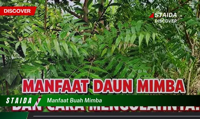 manfaat buah mimba