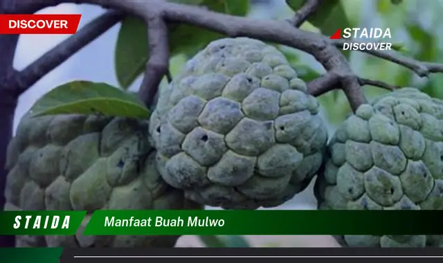 manfaat buah mulwo