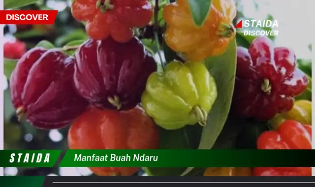 manfaat buah ndaru