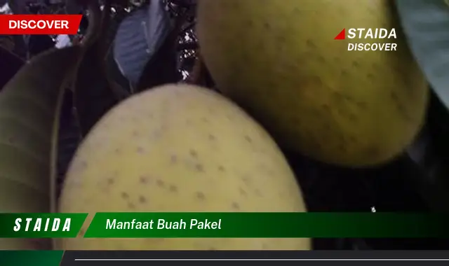 manfaat buah pakel