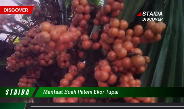 manfaat buah palem ekor tupai