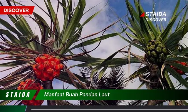 manfaat buah pandan laut