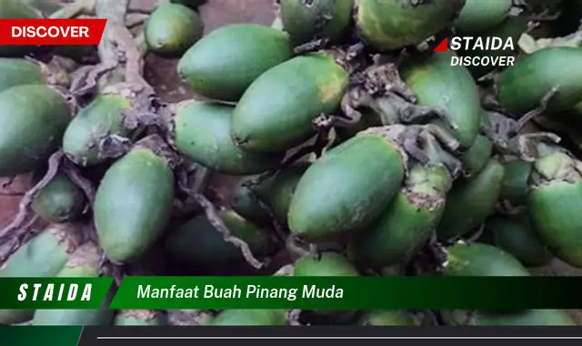 manfaat buah pinang muda