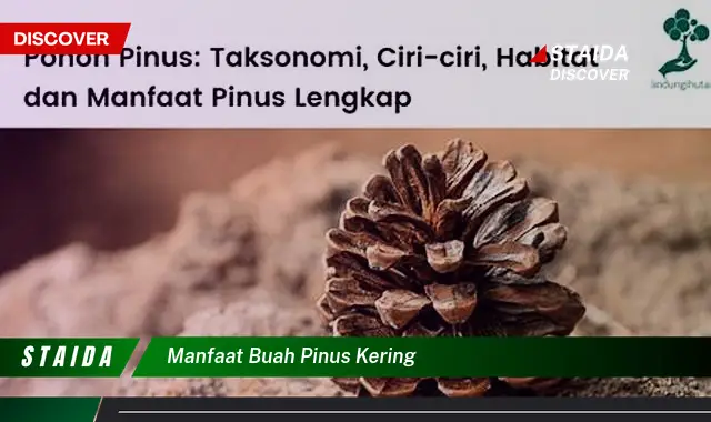 manfaat buah pinus kering