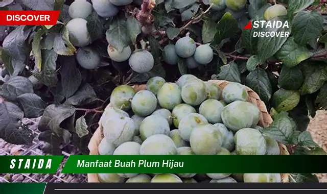 manfaat buah plum hijau