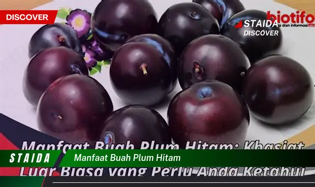 manfaat buah plum hitam