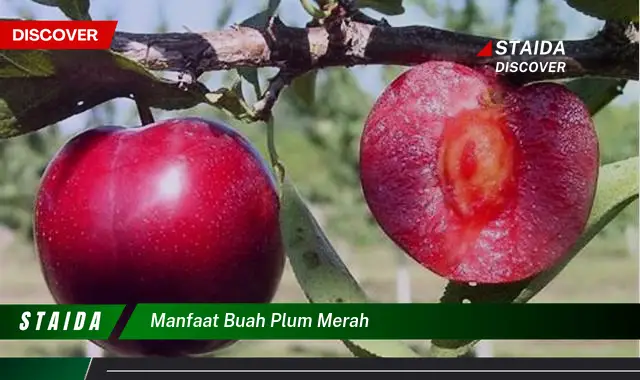 manfaat buah plum merah