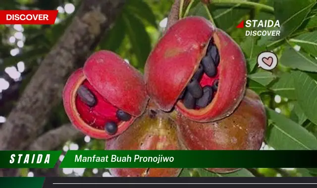 manfaat buah pronojiwo