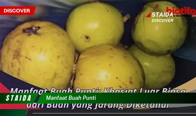 manfaat buah punti