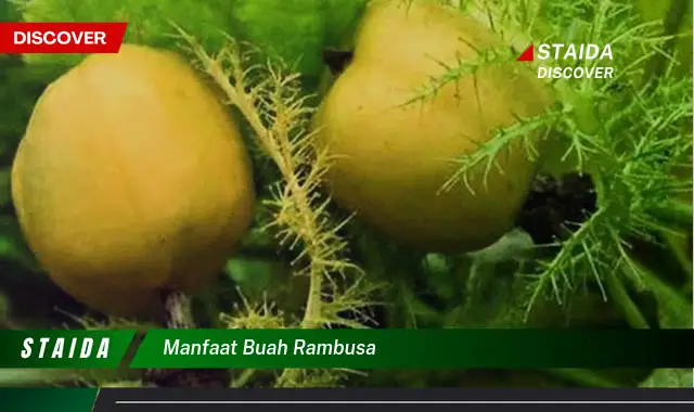 manfaat buah rambusa