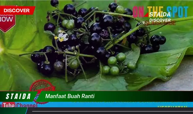 manfaat buah ranti