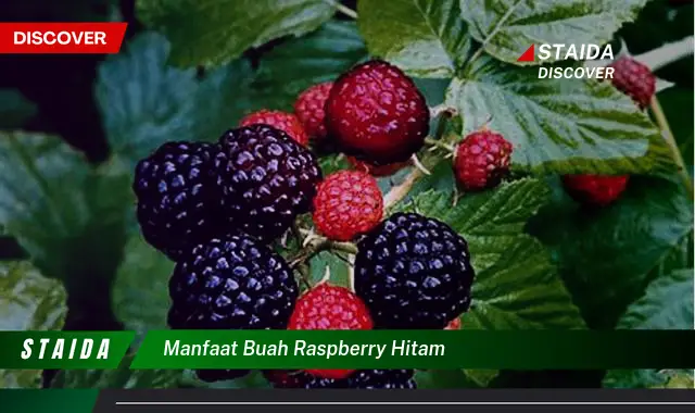 manfaat buah raspberry hitam