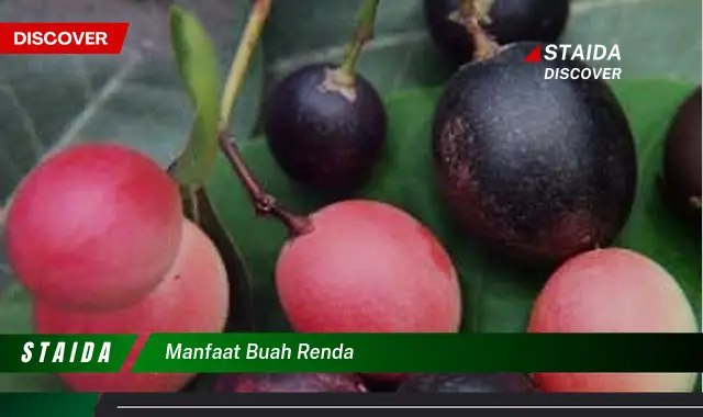 manfaat buah renda