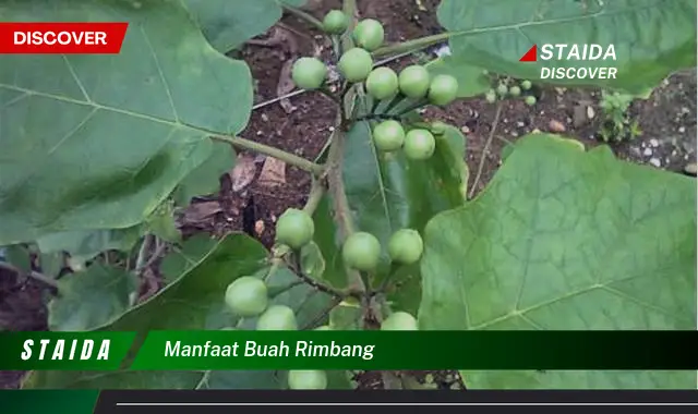 manfaat buah rimbang