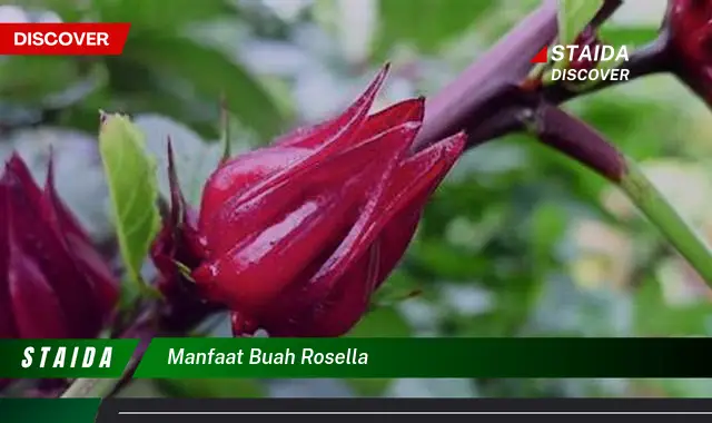 manfaat buah rosella