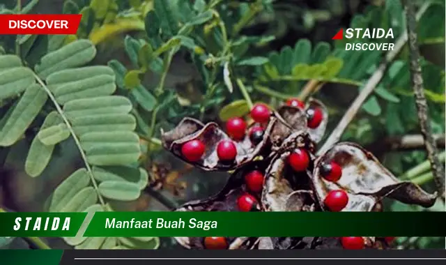 manfaat buah saga