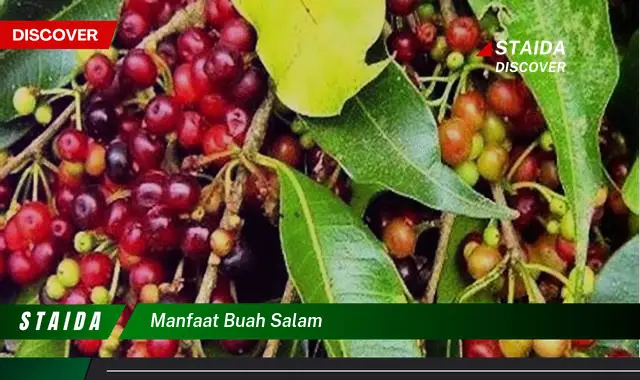 manfaat buah salam