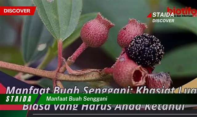 manfaat buah senggani