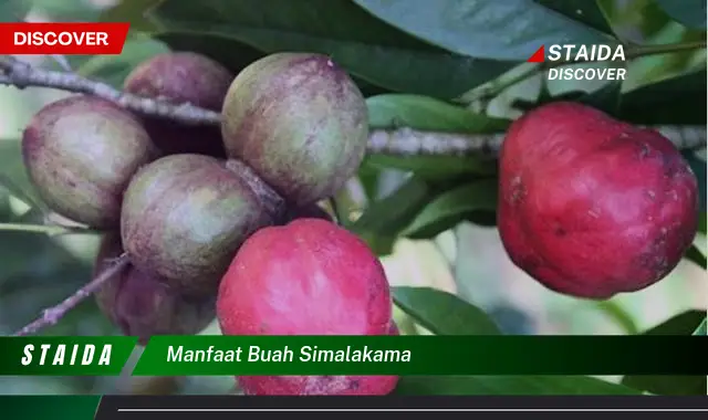 manfaat buah simalakama