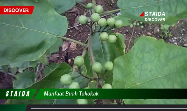 manfaat buah takokak