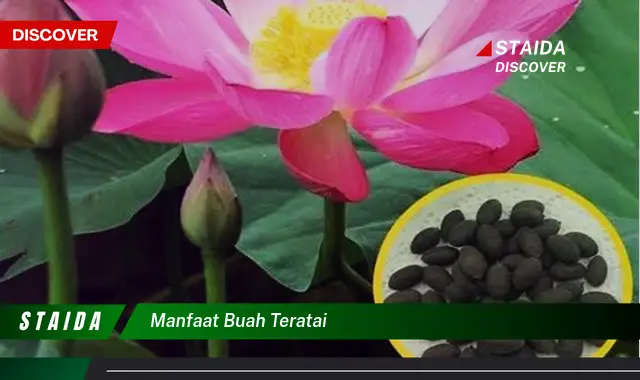 manfaat buah teratai