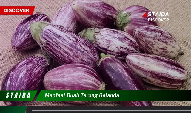 manfaat buah terong belanda