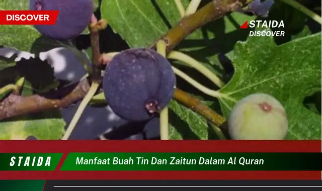 manfaat buah tin dan zaitun dalam al quran