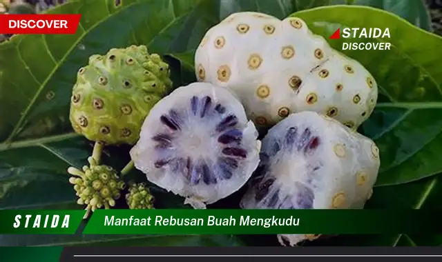 manfaat rebusan buah mengkudu