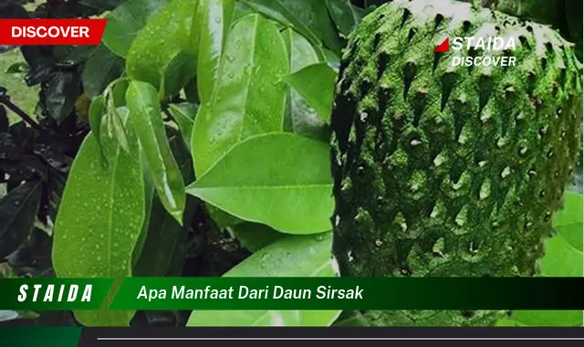 apa manfaat dari daun sirsak