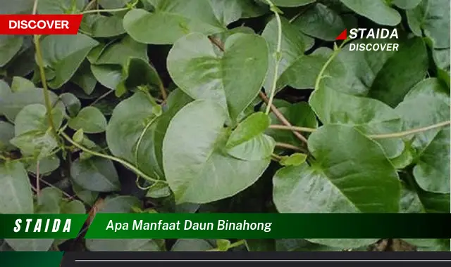 apa manfaat daun binahong