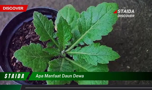 apa manfaat daun dewa