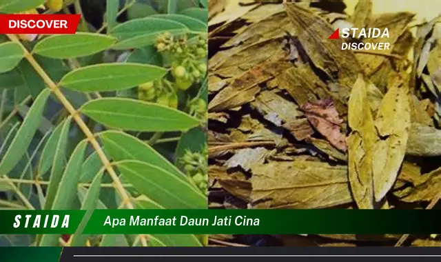 apa manfaat daun jati cina