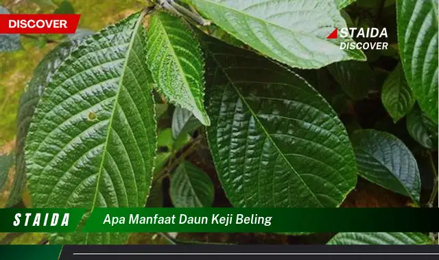 apa manfaat daun keji beling