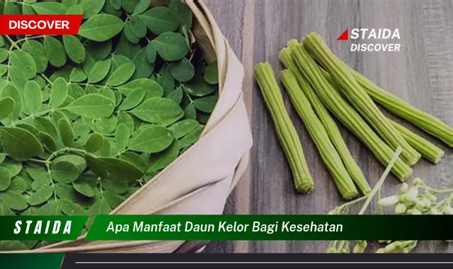 apa manfaat daun kelor bagi kesehatan