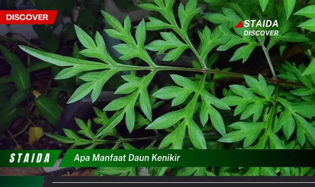 apa manfaat daun kenikir