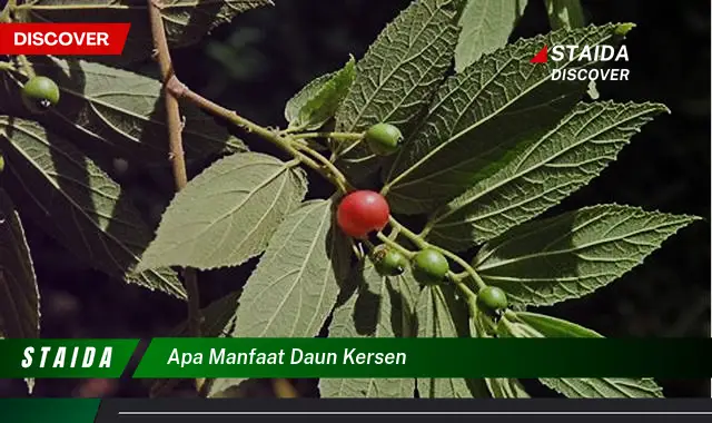 apa manfaat daun kersen