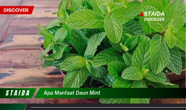 apa manfaat daun mint