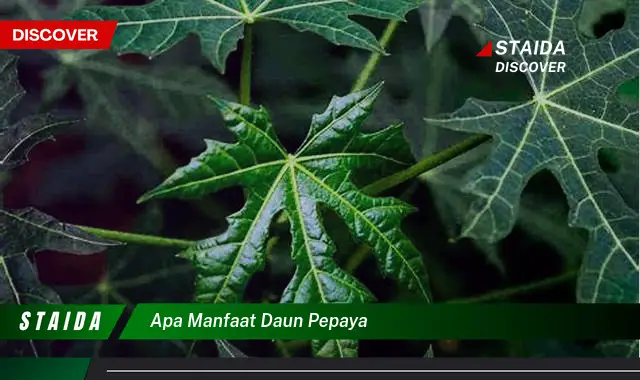 apa manfaat daun pepaya