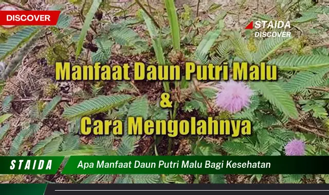 apa manfaat daun putri malu bagi kesehatan