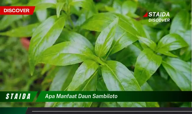 apa manfaat daun sambiloto