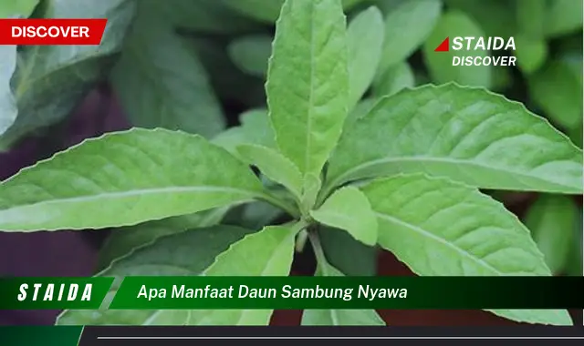 Bukan cuma daun binahong, Ini dia 5 Manfaat daun sambung nyawa