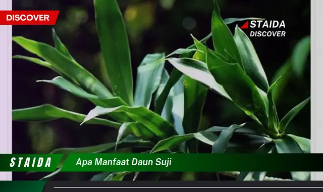 apa manfaat daun suji