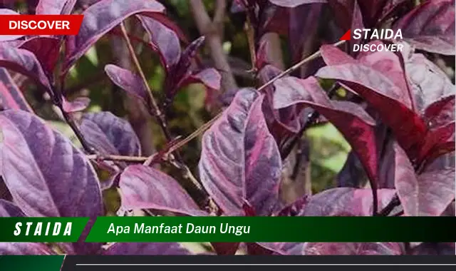 apa manfaat daun ungu