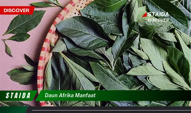 daun afrika manfaat