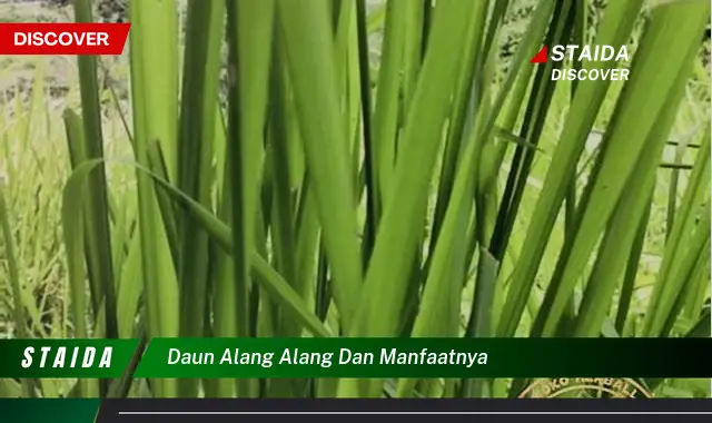 daun alang alang dan manfaatnya