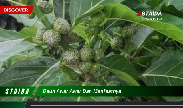 daun awar awar dan manfaatnya